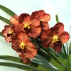 ВАНДА (VANDA Nopporn Gold x Dr.Anek No.228) 